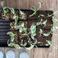 Rare plant that is must have for variegated plant lovers. Beautiful variegated banana tree with white, mint and green strips on the leaves. Photo by Greenroom Planter
