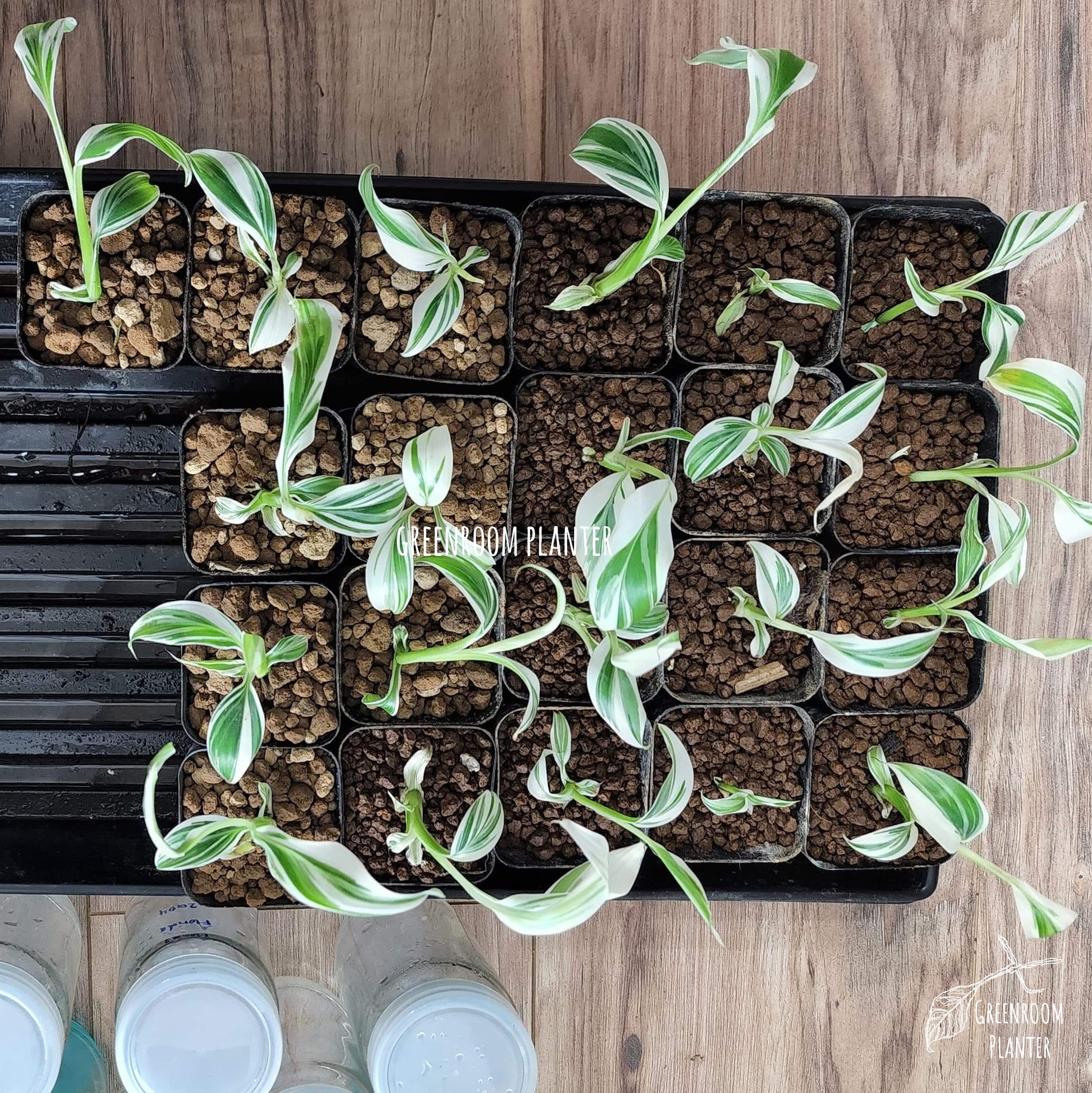 Rare plant that is must have for variegated plant lovers. Beautiful variegated banana tree with white, mint and green strips on the leaves. Photo by Greenroom Planter