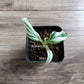 Rare plant that is must have for variegated plant lovers. Beautiful variegated banana tree with white, mint and green strips on the leaves. Photo by Greenroom Planter