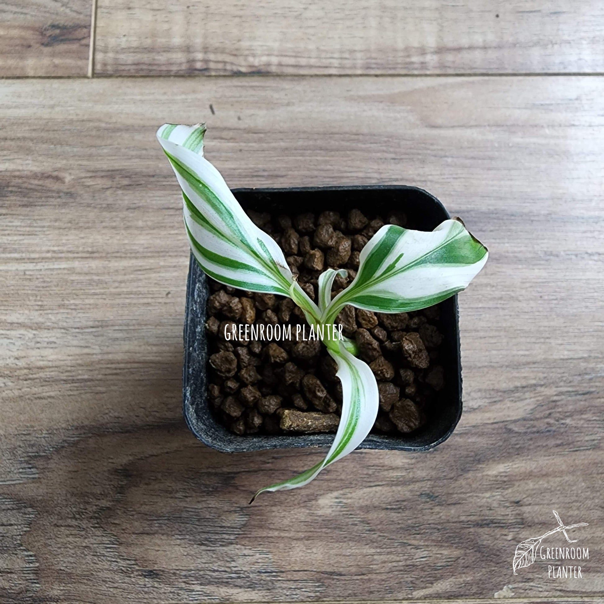 Rare plant that is must have for variegated plant lovers. Beautiful variegated banana tree with white, mint and green strips on the leaves. Photo by Greenroom Planter