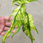 Rooted Epipremnum Yellow Flame - US STOCK - LOCAL PICKUP AVAILABLE