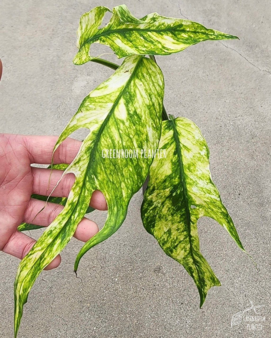 Rooted Epipremnum Yellow Flame - US STOCK - LOCAL PICKUP AVAILABLE
