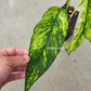 Rooted Epipremnum Yellow Flame - US STOCK - LOCAL PICKUP AVAILABLE