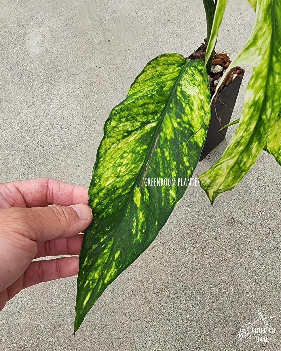 Epipremnum Pinnatum Yellow Flame. Mature Specimen RARE USA SELLER- C4