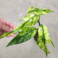 Rooted Epipremnum Yellow Flame - US STOCK - LOCAL PICKUP AVAILABLE