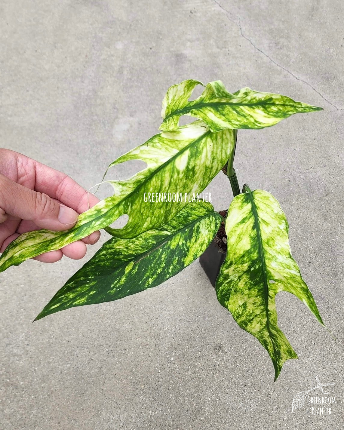 Rooted Epipremnum Yellow Flame - US STOCK - LOCAL PICKUP AVAILABLE