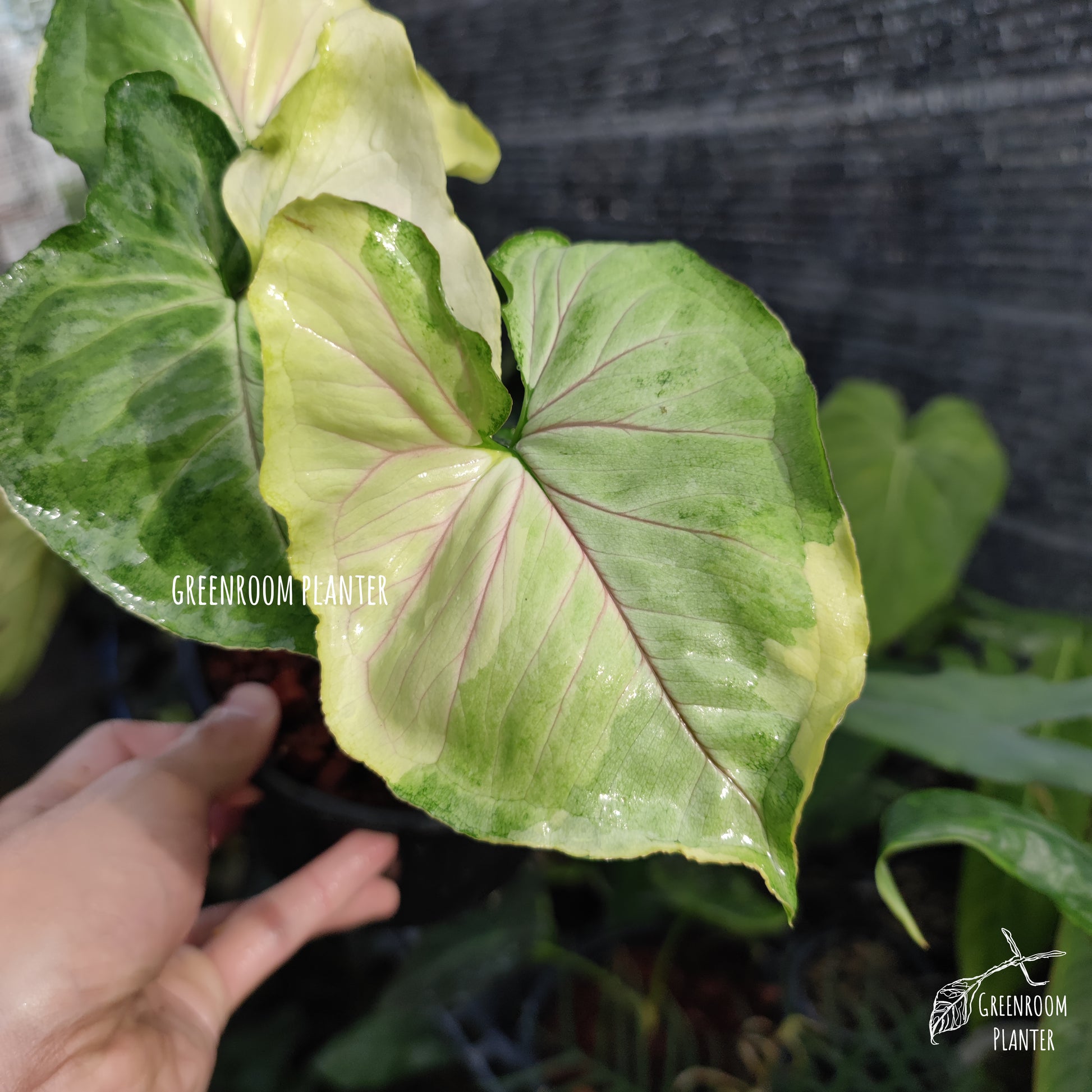 A brand new Syngonium, Orm Thong Variegated. Yellow variegation crash with green pattern & pink veins. Photo by Greenroom Planter