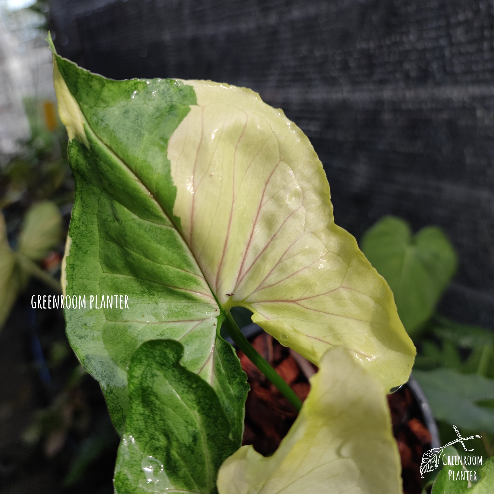 A brand new Syngonium, Orm Thong Variegated. Yellow variegation crash with green pattern & pink veins. Photo by Greenroom Planter