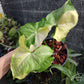 A brand new Syngonium, Orm Thong Variegated. Yellow variegation crash with green pattern & pink veins. Photo by Greenroom Planter