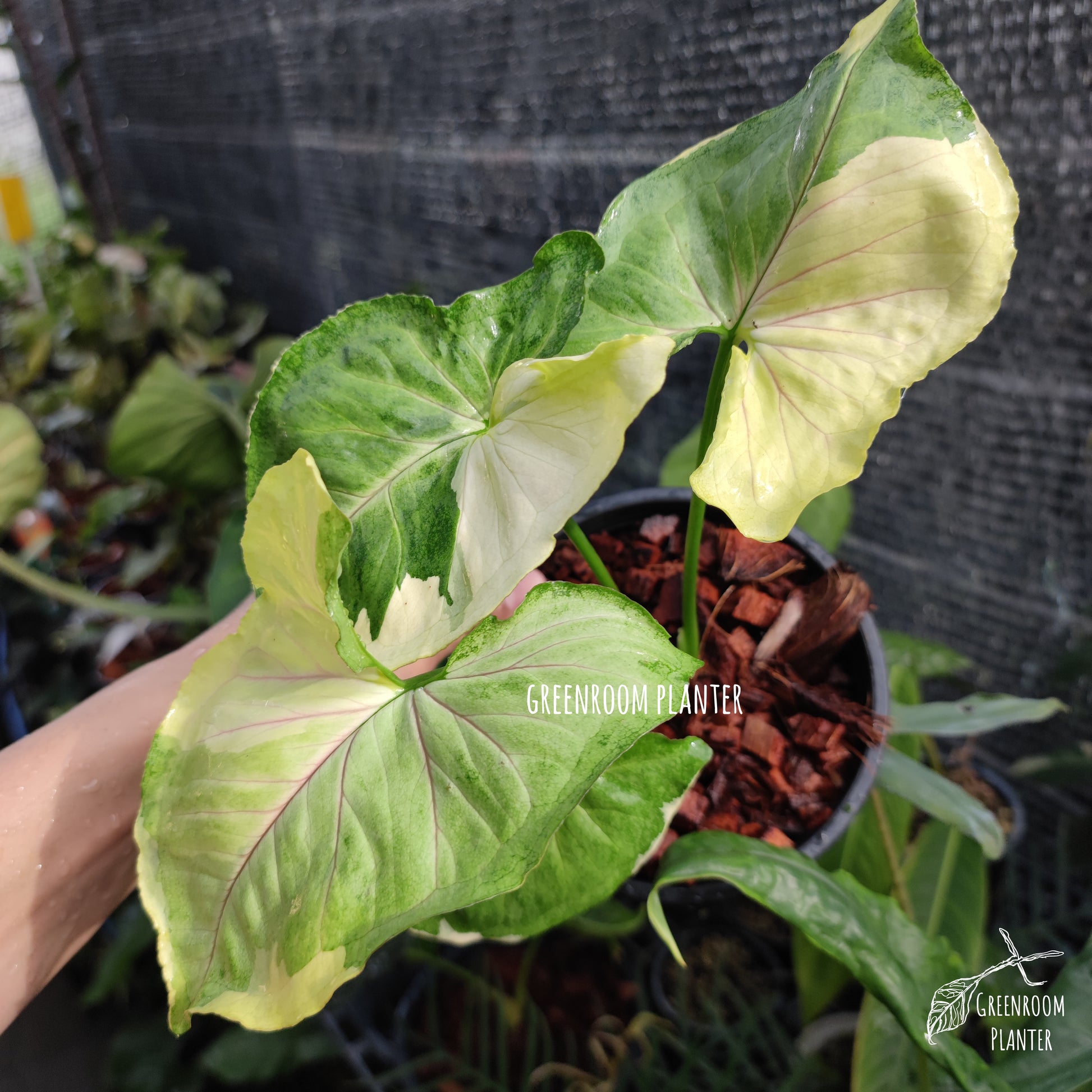 A brand new Syngonium, Orm Thong Variegated. Yellow variegation crash with green pattern & pink veins. Photo by Greenroom Planter