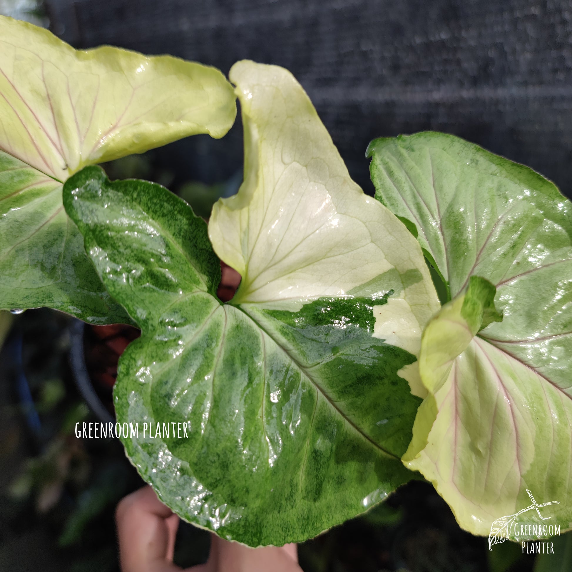 A brand new Syngonium, Orm Thong Variegated. Yellow variegation crash with green pattern & pink veins. Photo by Greenroom Planter