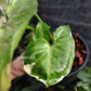 A brand new Syngonium, Orm Thong Variegated. Yellow variegation crash with green pattern & pink veins. Photo by Greenroom Planter