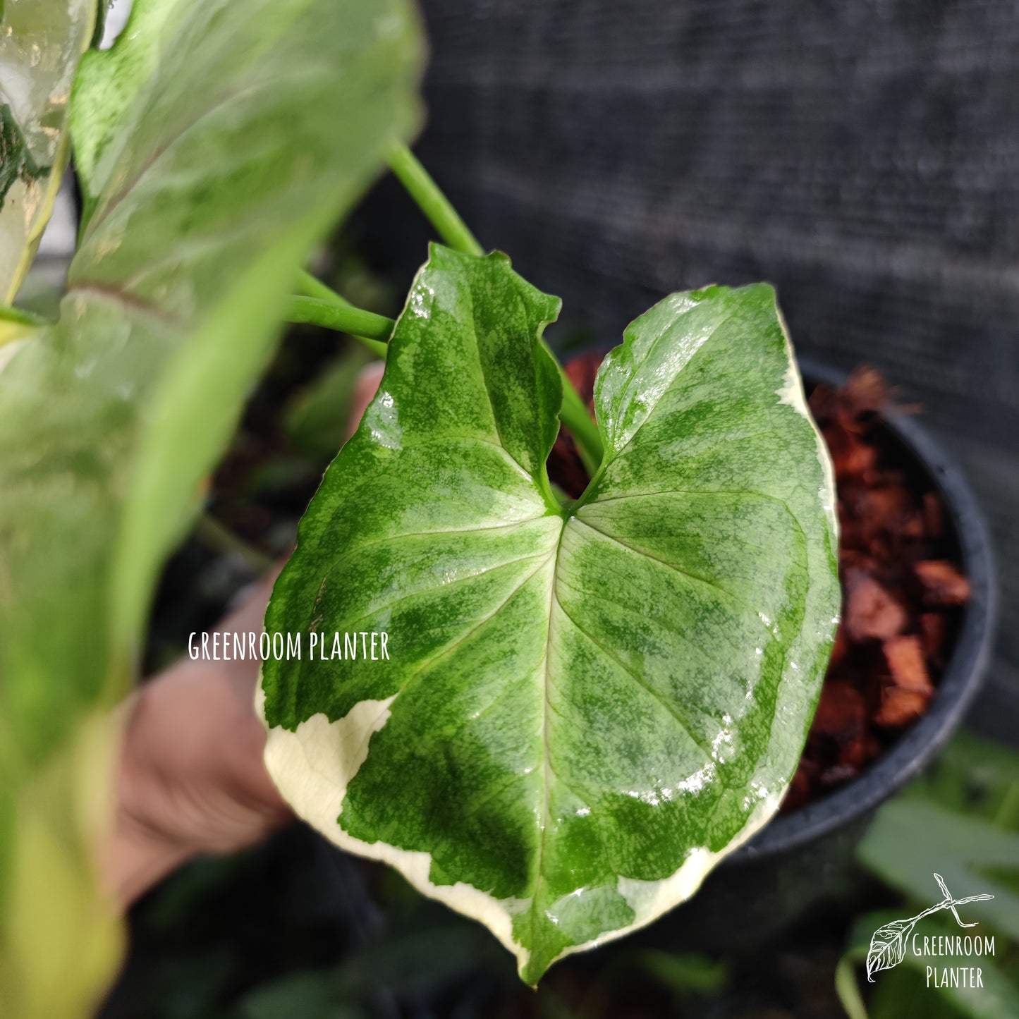 A brand new Syngonium, Orm Thong Variegated. Yellow variegation crash with green pattern & pink veins. Photo by Greenroom Planter