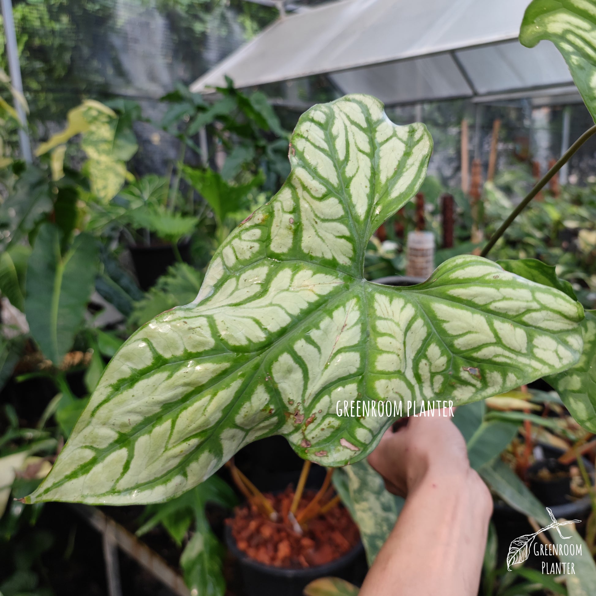Cercetis Mirabillis - Fully Rooted - Large Size by Greenroom Planter