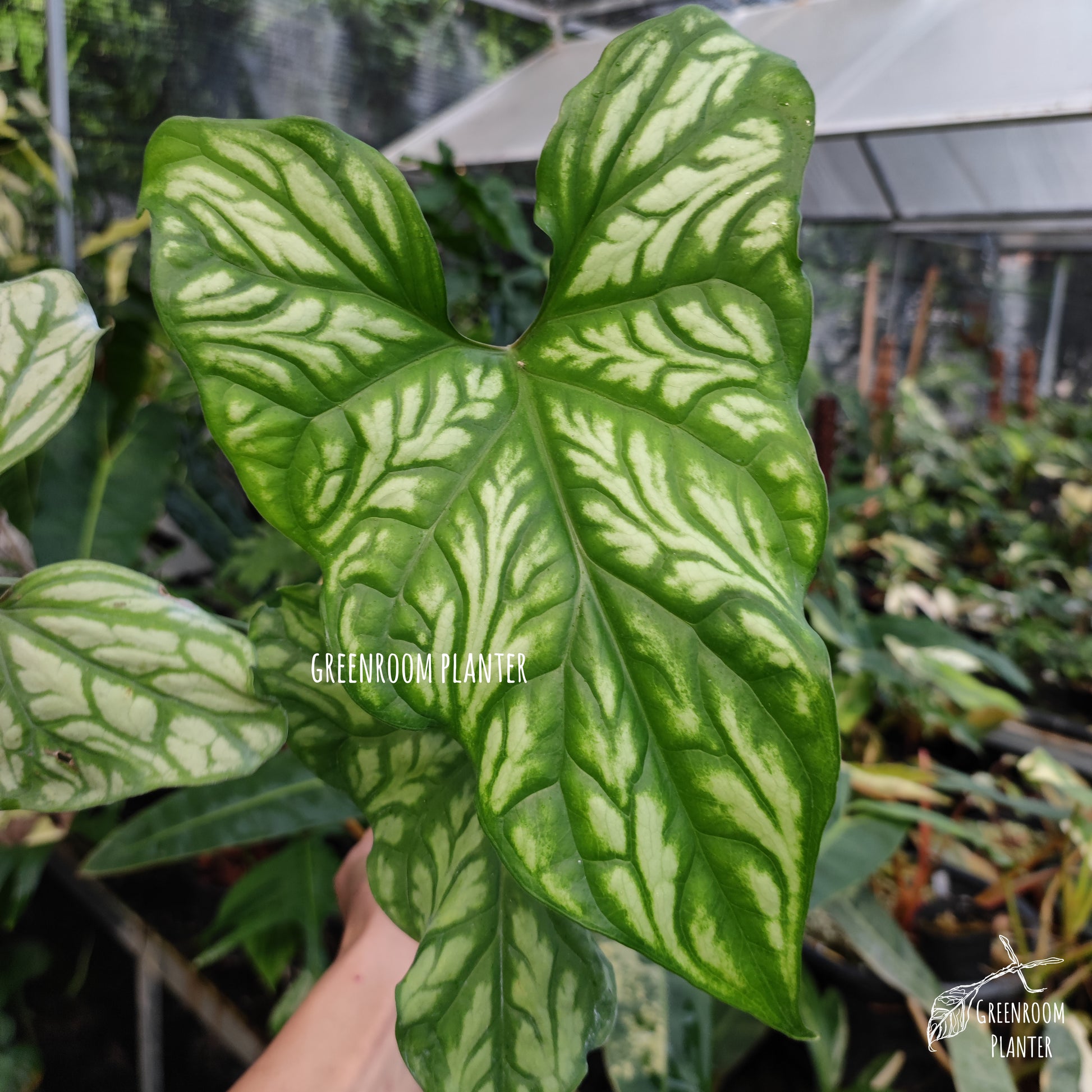 Cercetis Mirabillis - Fully Rooted - Large Size by Greenroom Planter