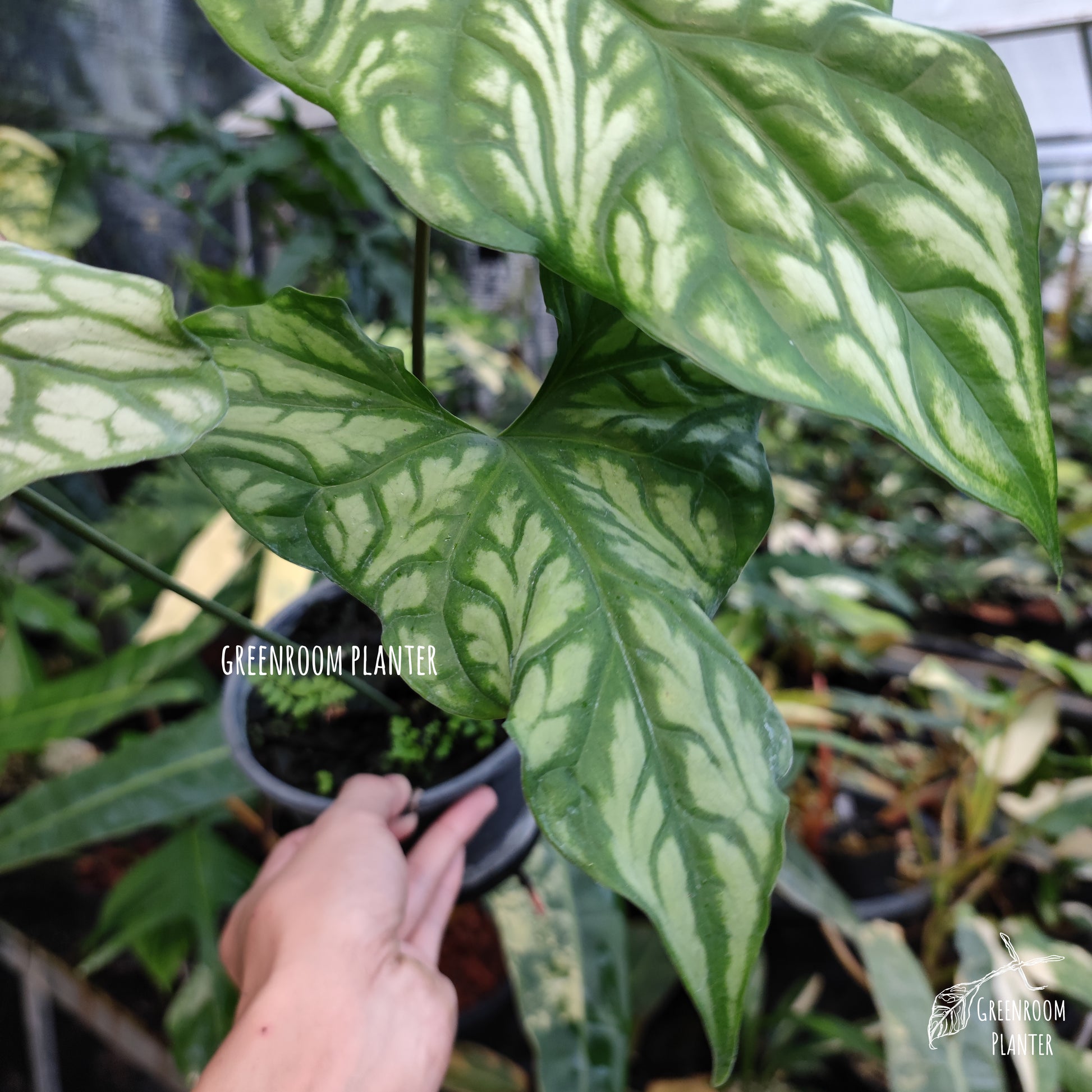 Cercetis Mirabillis - Fully Rooted - Large Size by Greenroom Planter