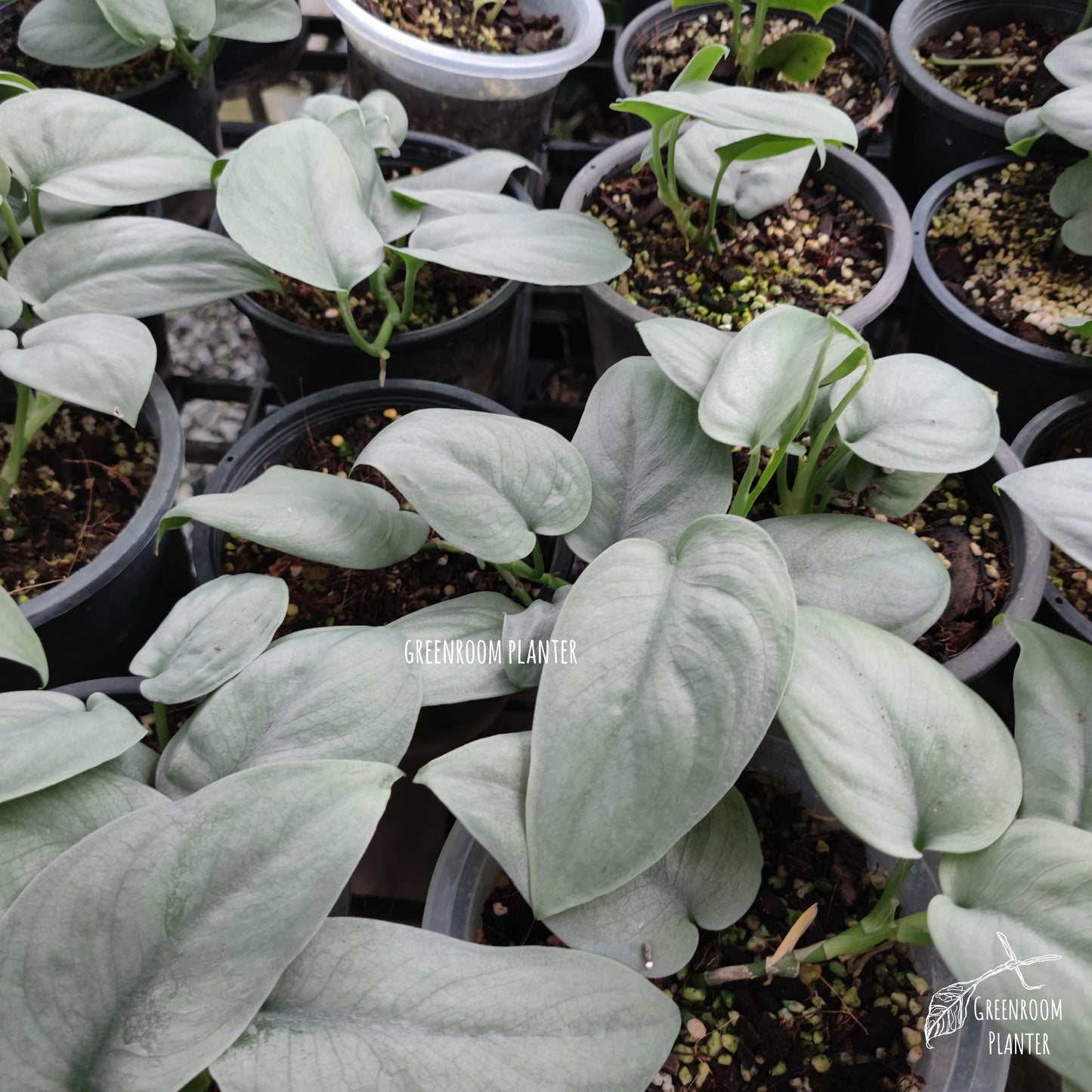 Scindapsus Platinum