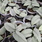 Scindapsus Platinum