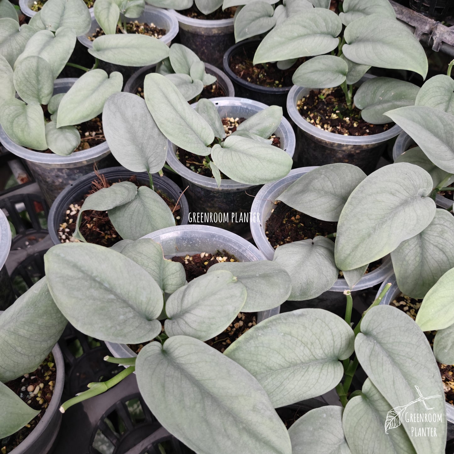 Scindapsus Platinum