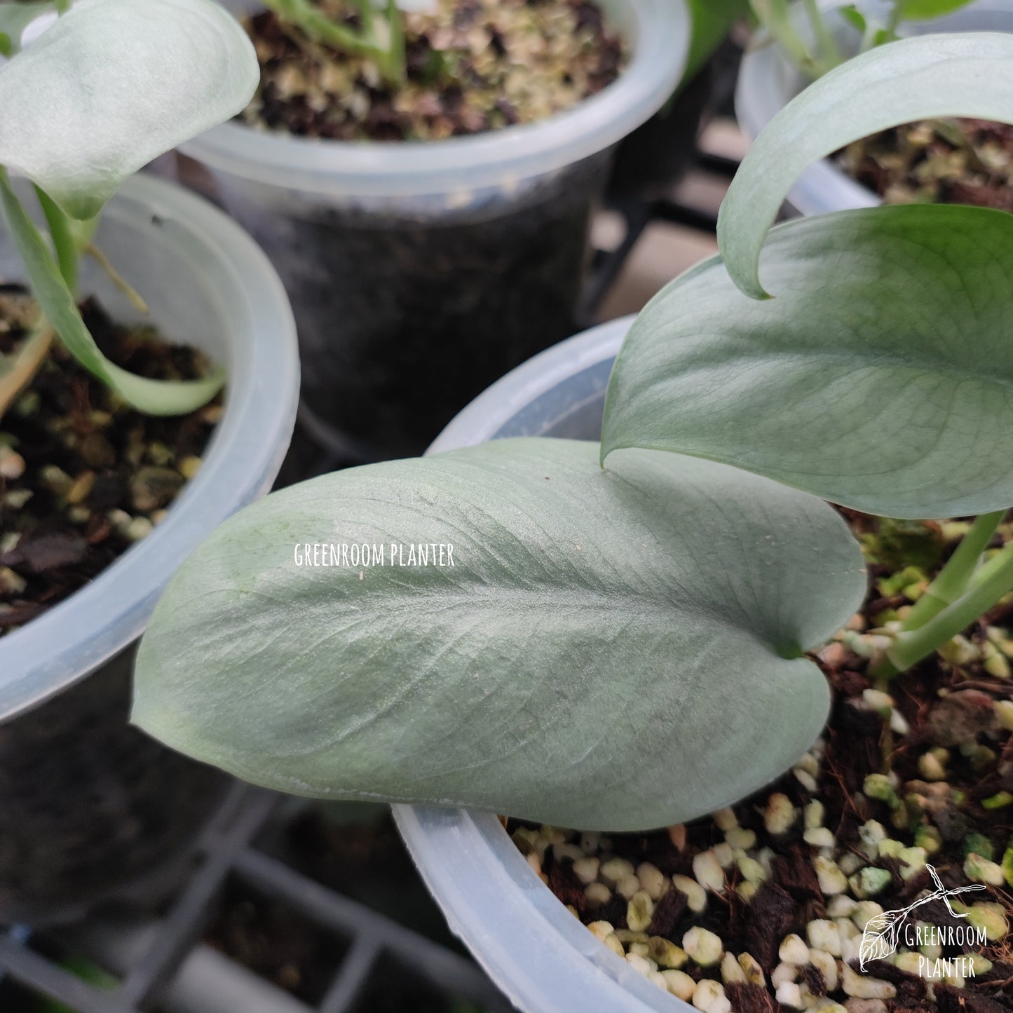 Scindapsus Platinum