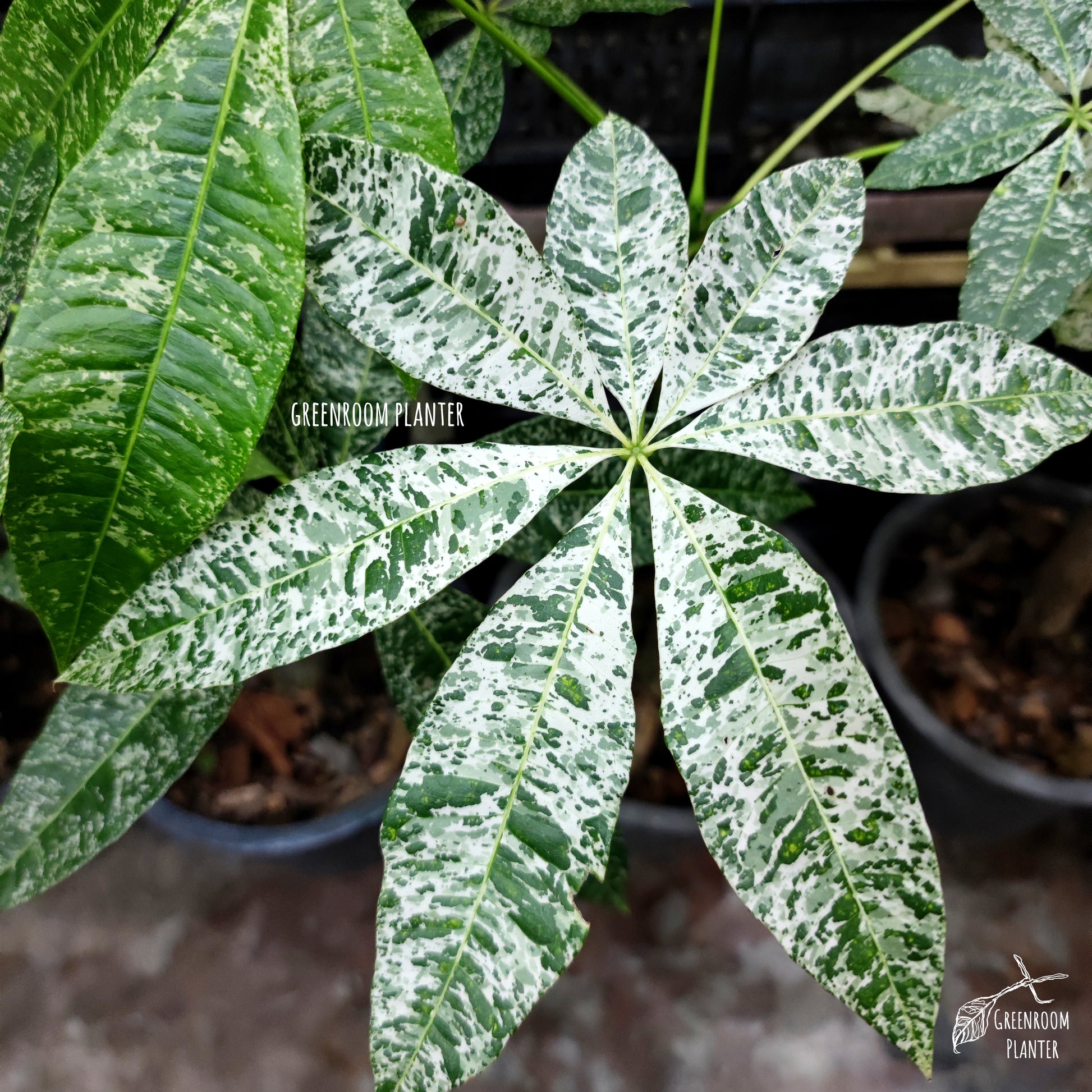 chinese money plant variegated Money Tree F. Splash variegated