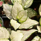 Aglaonema Super White