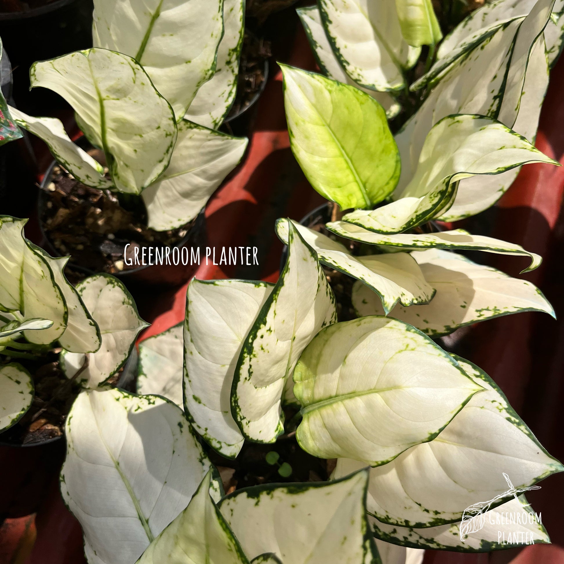aglaonema super white plant Aglaonema Super White