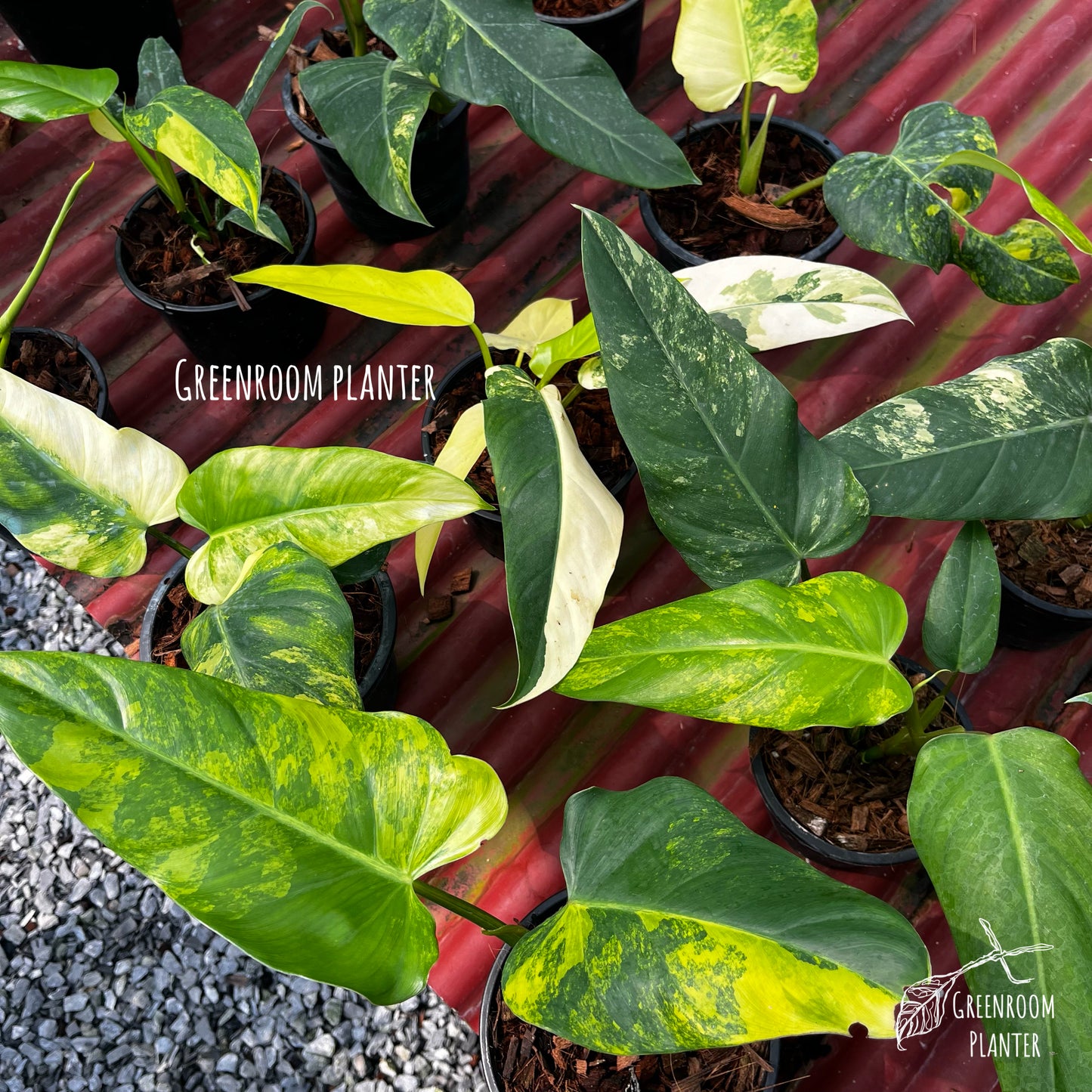 Philodendron Domesticum Variegated