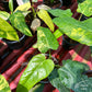 Philodendron Domesticum Variegated