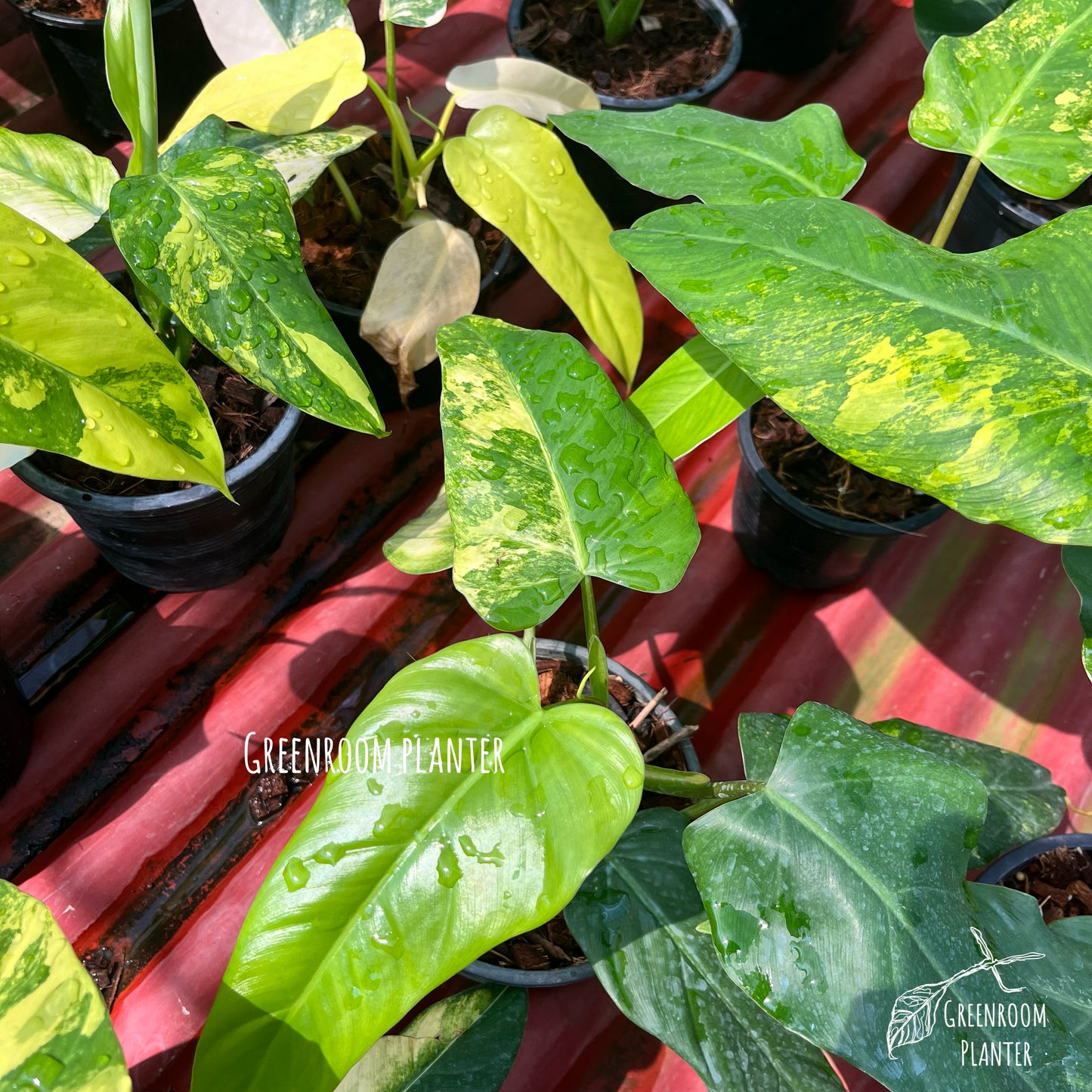 Philodendron Domesticum Variegated