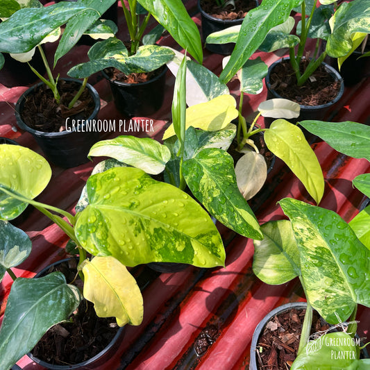 Philodendron Domesticum Variegated